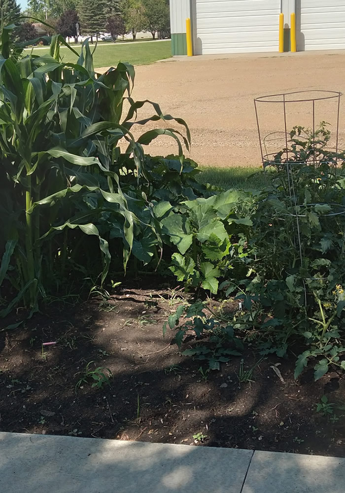 Vegetable garden 