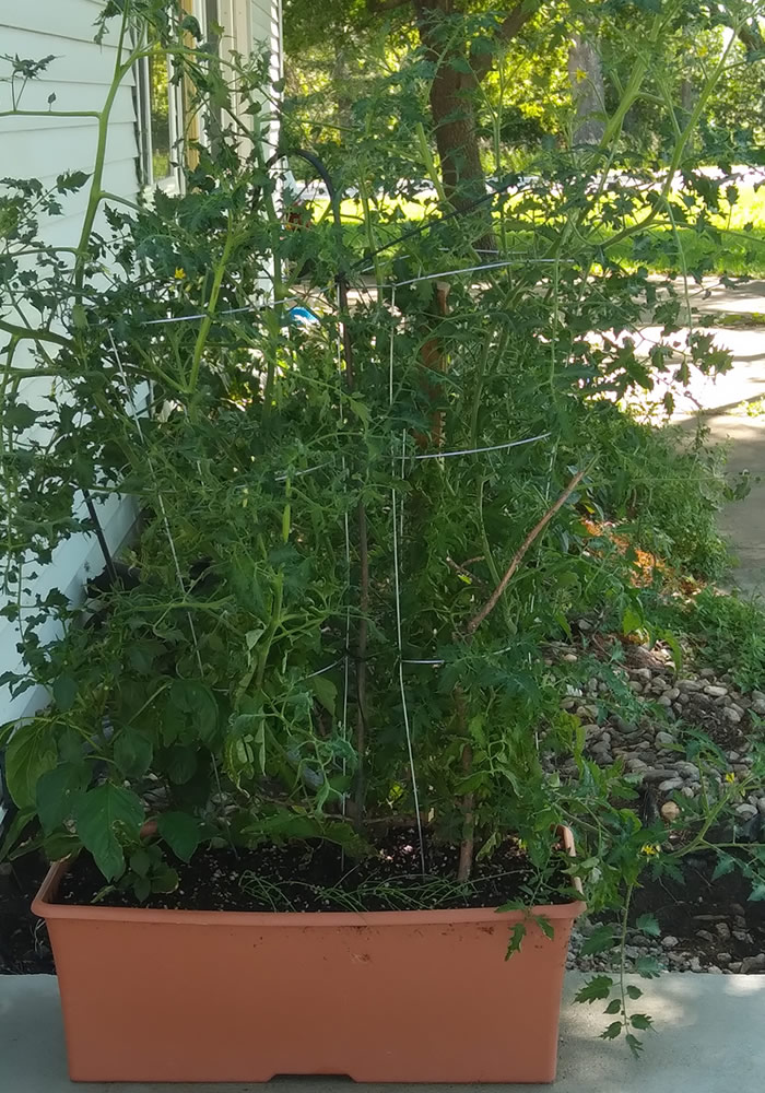 Tomatoes in a large planter
